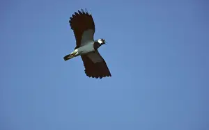 Poland Prints: Lapwing - In Flight Biezbra Marshes, Poland BI006530