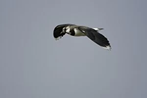 Images Dated 17th May 2005: Lapwing - in flight Northumberland, England