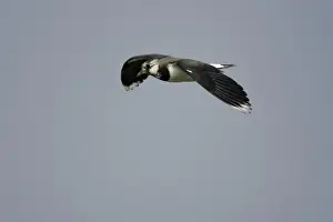 Lapwings Prints: Lapwing - in flight Northumberland, England
