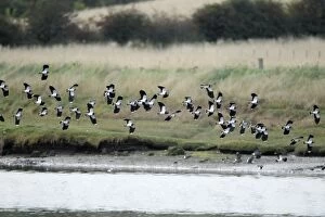 Images Dated 30th September 2010: Lapwing - flock in flight along river estuary - autumn - Northumberland - England