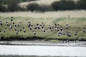 Lapwings Prints: Lapwing - flock in flight along river estuary - autumn - Northumberland - England