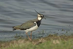 Images Dated 5th May 2007: Lapwing foraging at waters edge