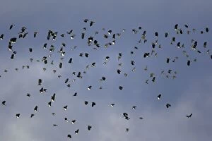 Images Dated 23rd October 2006: Lapwing - and Golden Plover (Pluvialis apricaria). flock in autumn. Northumberland, UK
