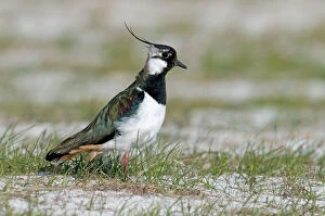 Images Dated 7th June 2009: Lapwing - on machair