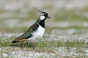 Scotland Prints: Lapwing - on machair - North Uist - Outer Hebrides