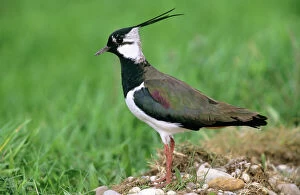 Images Dated 21st June 2005: Lapwing - male in breeding territory
