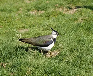 Lapwing - at nest, April. West Sussex, UK