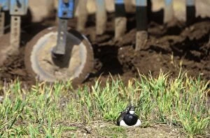 Lapwing - Nesting in field about to be ploughed