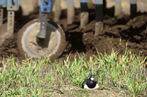 Tractors Prints: Lapwing Nesting in field about to be ploughed