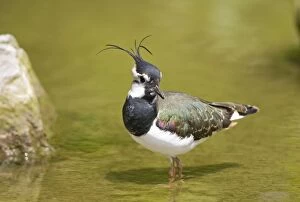 Images Dated 18th May 2005: Lapwing Norfolk UK