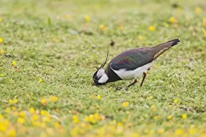 Images Dated 11th June 2010: Lapwing / Peewit / Green Plover - feeding in meadow - North Wales UK 12005