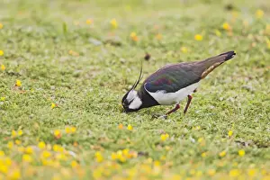Plovers Prints: Lapwing / Peewit / Green Plover - feeding in meadow - North Wales UK 12005