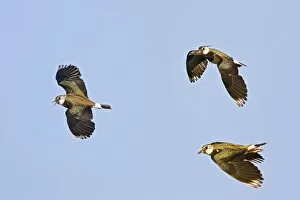 Images Dated 16th June 2010: Lapwing / Peewit / Green Plover - in flight