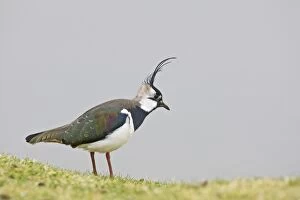 Images Dated 2nd April 2008: Lapwing / Peewit / Green Plover North Wales UK 005492