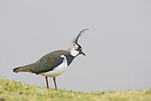 Images Dated 2nd April 2008: Lapwing / Peewit / Green Plover North Wales UK 005492