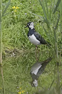 Lapwing / Peewit / Green plover – in pool showing reflection Norfolk UK