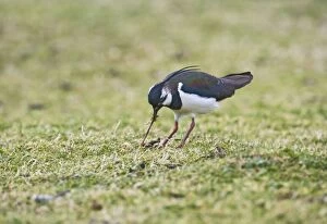 Lapwing / Peewit / Green Plover - pulling worm