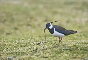 Lapwing / Peewit / Green Plover - Pulling worm North Wales UK 005470