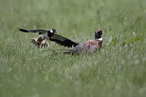 Lapwings Prints: Lapwing and Pheasant (Phasianus colchicus)- Driving off pheasant away from nest Northumberland