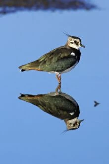 Images Dated 1st October 2007: Lapwing - resting in shallow lake