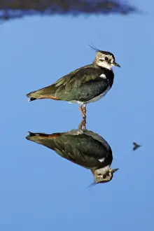 Lapwings Prints: Lapwing - resting in shallow lake, Northumberland National Park, England