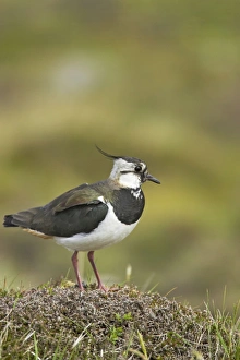 Shetland Island Collection: Lapwing Shetland Mainland, UK BI010820