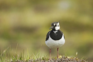 Shetland Island Collection: Lapwing Shetland Mainland, UK BI010821