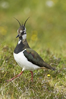 Shetland Island Collection: Lapwing Shetland Mainland, UK BI010842