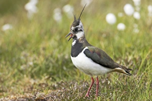 Shetland Island Collection: Lapwing Shetland Mainland, UK BI010848