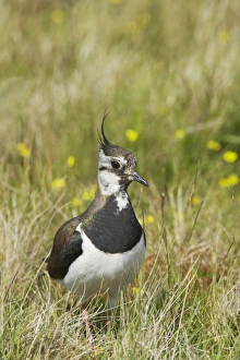Shetland Island Collection: Lapwing Shetland Mainland, UK BI010852