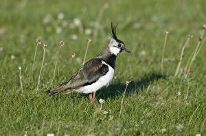 Images Dated 6th June 2009: Lapwing - in short turf