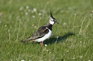 Lapwings Prints: Lapwing - in short turf - North Uist - Outer hebrides