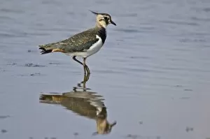 Lapwing - standing in shallow water with reflection