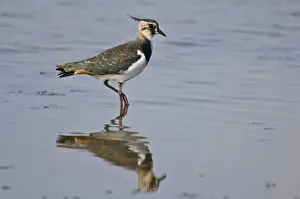 Lapwings Prints: Lapwing - standing in shallow water with reflection - Norfolk - UK