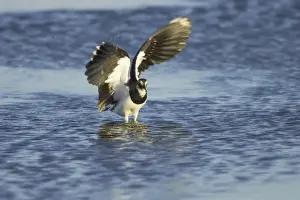Lapwings Prints: Lapwing - Washing Venellus venellus Oare Marshes RSPB Reserve Kent, UK BI012815