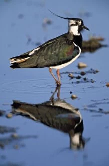 LAPWING - in water, reflection can be seen in water