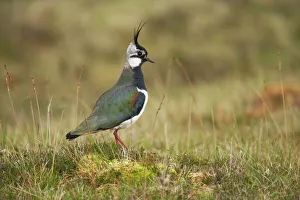 Shetland Island Collection: Lapwing Yell, Shetland, UK BI010861