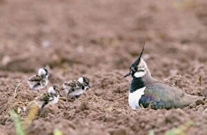 Waders Collection: Lapwing - with young