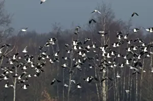 Lapwings Prints: Lapwings - flock in flight - South Yorkshire - UK