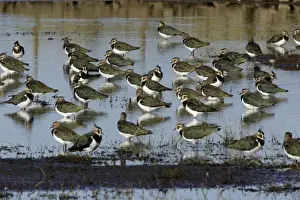 Lapwings Prints: Lapwings - flock resting in shallow lake, Northumberland National Park, autumn, England