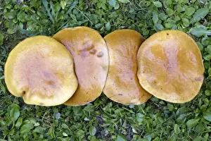 Fungus Prints: Larch Bolete Fungus - caps growing on lawn at base of larch tree, Lower Saxony, Germany
