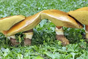 Bolete Prints: Larch Bolete Fungus - growing on lawn at base of larch tree. Lower Saxony, Germany