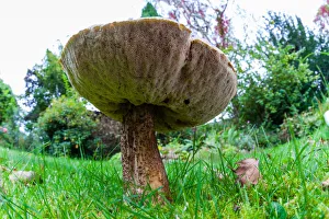 Larch Bolete Fungus - growing on lawn in garden at base of larch tree, low wide - angle view Lower Saxony Larch Bolete Fungus - growing on lawn in garden at base of larch tree, low wide - angle view Lower Saxony