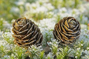 Images Dated 29th December 2008: larch cones