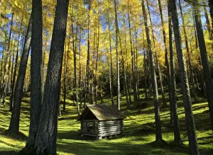 Larch forest in autumn with bright yellow coloured needles and small haystack Plateau of Mieming, Alps, Tyrol, Austria