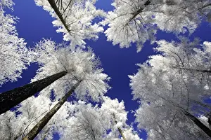 Larch Trees - Covered with snow and frost in winter. Meissner Hills, North Hessen, Germany