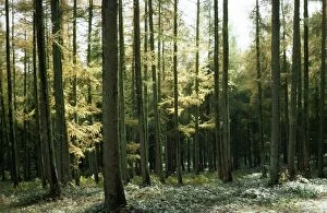 Larch Wood - in Autumn