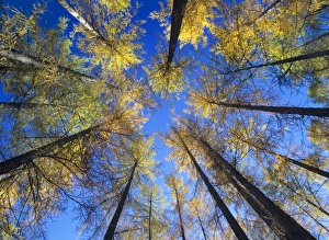 larches in autumn - view from ground towards tree tops with yellow coloured needles against blue sky