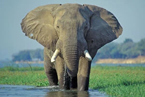 Wading Collection: Large African Elephant. Bull feeding along the edge of river