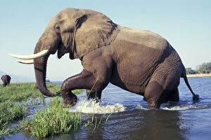 Wading Collection: Large African Elephant. Bull. Zambezi River, Mana Pools National Park, Zimbabwe, Africa. 3ME252